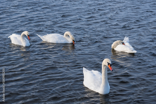 The mute swan  Cygnus olor . White swans on water in winter cold day swimming on river Dnipro in Ukraine.  Migration birds