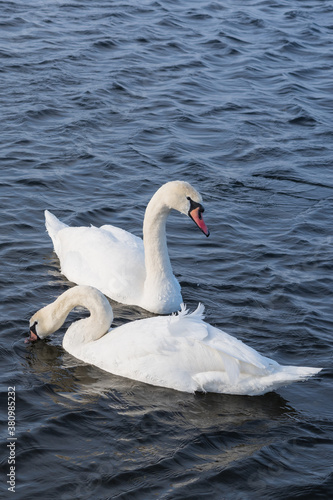 The mute swan (Cygnus olor). White swans on water in winter cold day swimming on river Dnipro in Ukraine. Migration birds