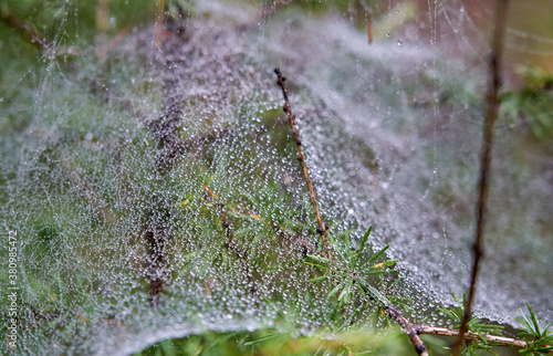 Dewy spider web on a coniferous tree