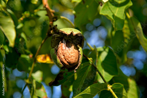 the ripening fruit of a tree called the walnut in the square in the city of Białystok in Podlasie, Poland