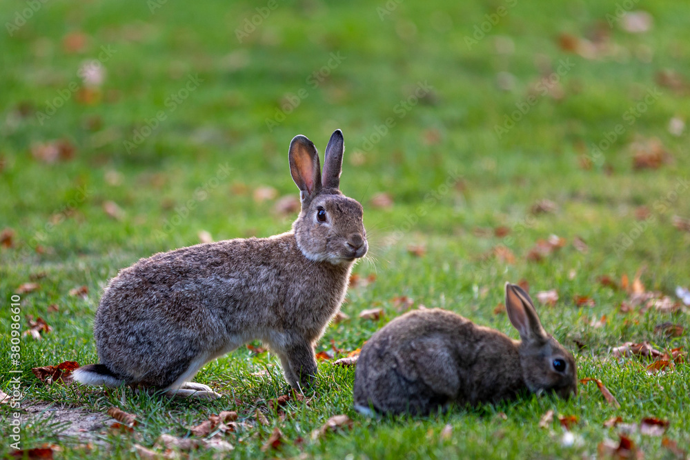 Fototapeta premium City bunny being alert while other is eating grass in Wolfsburg 