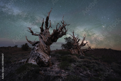 Milky Way Galaxy behind a creepy ancient bristlecone pine trees photo