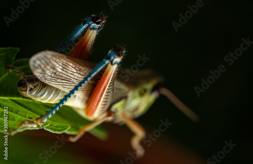 colorful Mexican grasshopper details photo