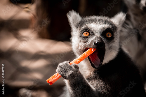 lemur is eating carrot in the cage