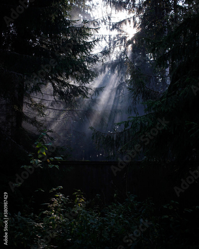 forest in the fog