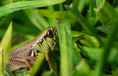 colorful Mexican grasshopper details photo