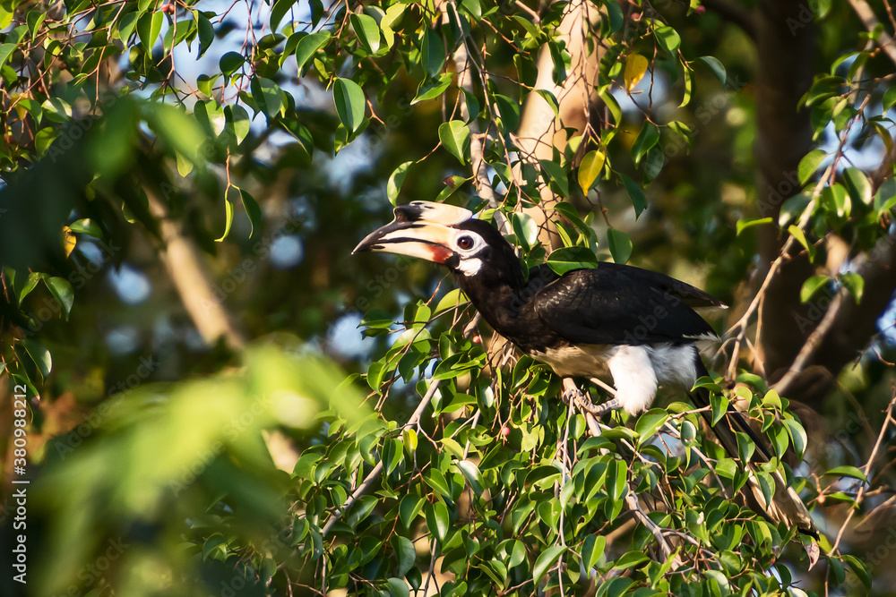 Fototapeta premium Great hornbill enjoy eating Banyan tree fruit in the forest