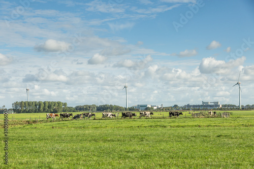 Dutch summer polder landscape at village Weipoort with green meadows and grazing black-colored cows and in the background a dike with houses and farms against a background of sky with clouds photo