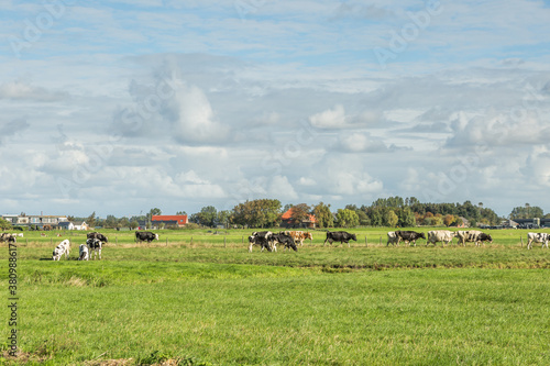 Dutch summer polder landscape at village Weipoort with green meadows and grazing black-colored cows and in the background a dike with houses and farms against a background of sky with clouds photo