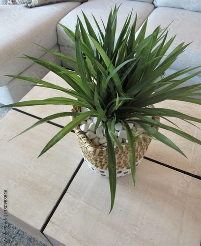 A potted houseplant with long grassy leaves sitting on a coffee table in a living room  photo