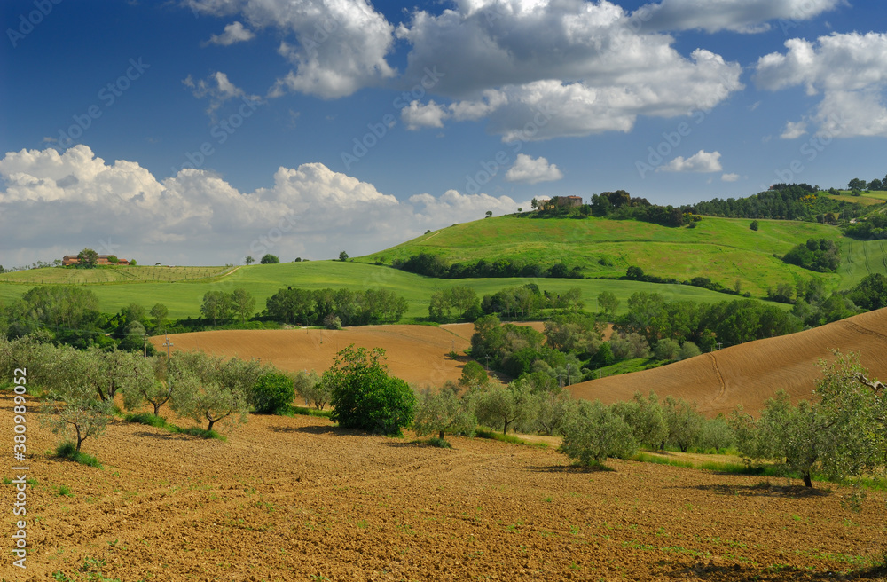 Olive trees on rolling farm fields in Umbria Italy