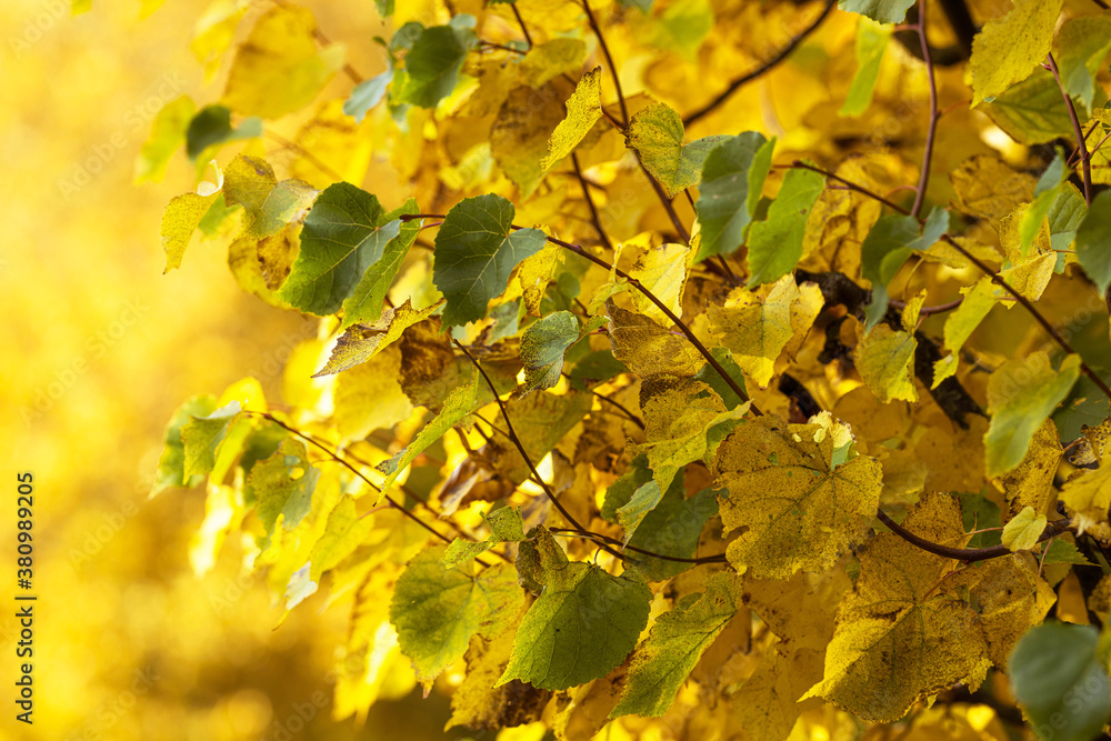 Obraz premium фbackground image of yellowing autumn foliage