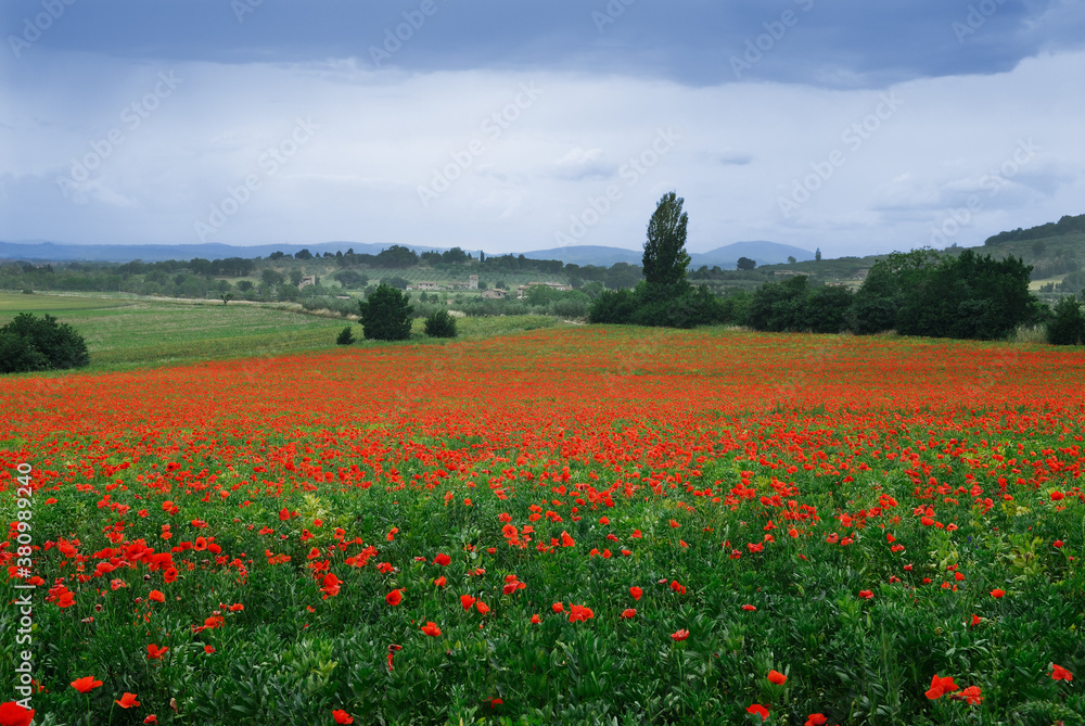 Farm field of poppies with rain in Assisi Umbria Italy