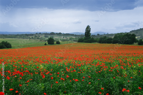 Farm field of poppies with rain in Assisi Umbria Italy
