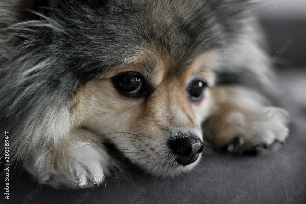 portrait of a dog portrait of a dog