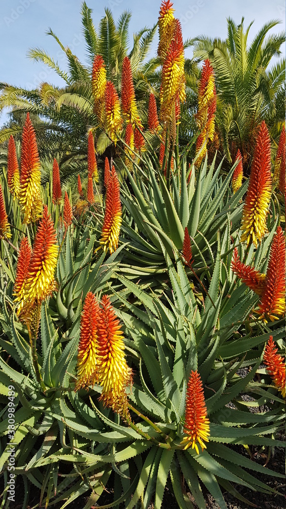 Beautiful torch aloe Tenerife Spain Beautiful torch aloe Tenerife Spain
