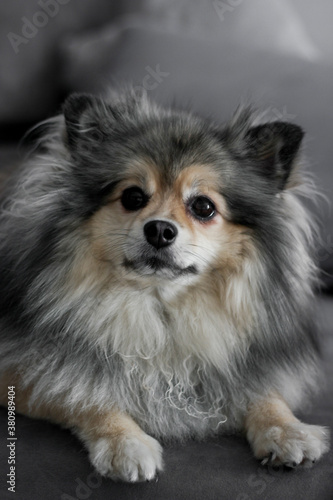pomeranian dog portrait © Li Di