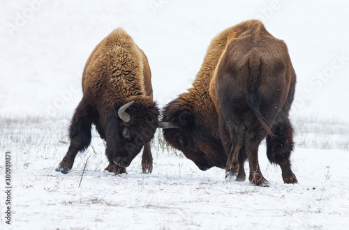 Two huge american bison fighting in snow.
