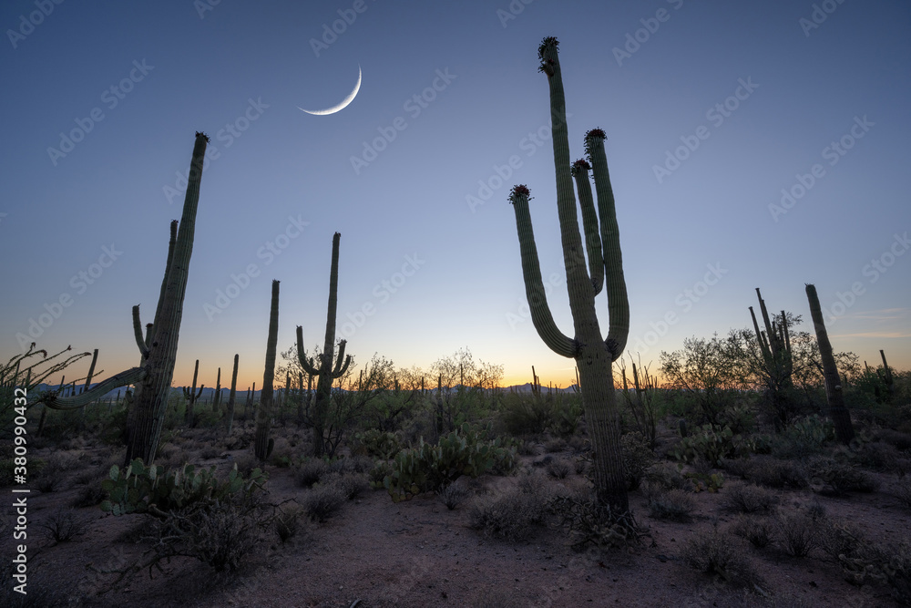 Crescent moon over the desert during blue hour in Arizona