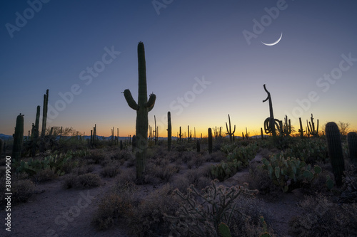 Crescent moon over silhouettes of Saguaro cactus