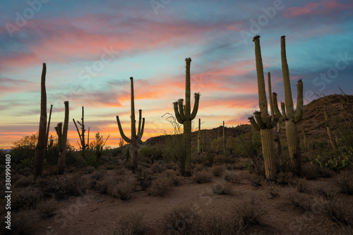 Vibrant sunset of Saguaro cactus in Arizona