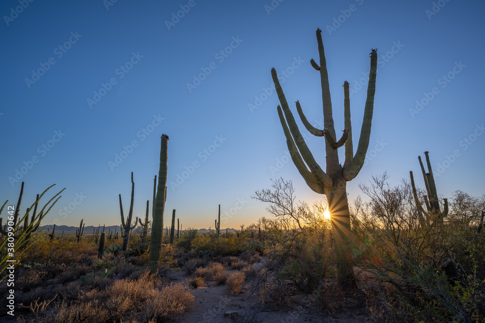 Sunset sunburst behind a large Saguaro cactus in Arizona