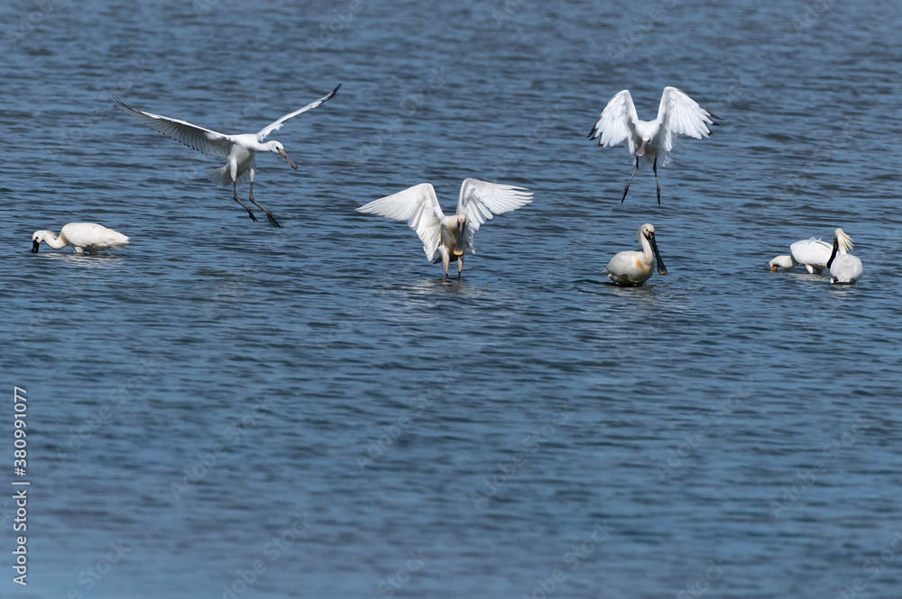 Flock of spoonbills landing in water looking for food