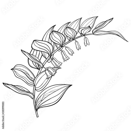 Stem of outline Polygonatum or Solomon's seal flower bunch with ornate leaves in black isolated on white background.
