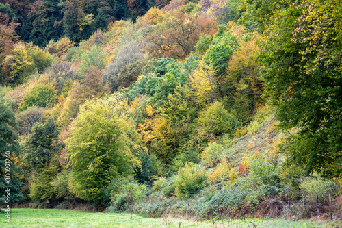 autumn in the forest in Luxembourg