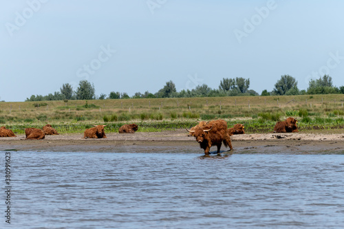 Highland cows resting in the midday sun by the water