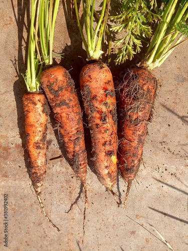 Organic real vegetables, carrots photo