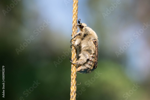 Macro shot of a Beetle on rope climbing.  © Mary Minton-Wilber