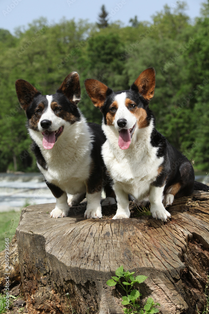 Couple of Welsh Corgi Cardigan looking at you Couple of Welsh Corgi Cardigan looking at you
