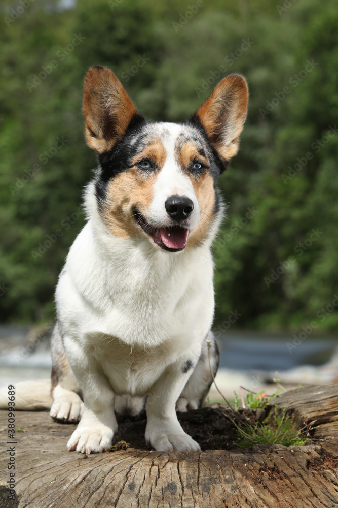 Amazing Welsh Corgi Cardigan Amazing Welsh Corgi Cardigan