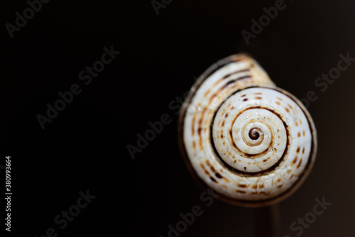 Close-up of a small snail shell hanging on a dry branch against a dark background