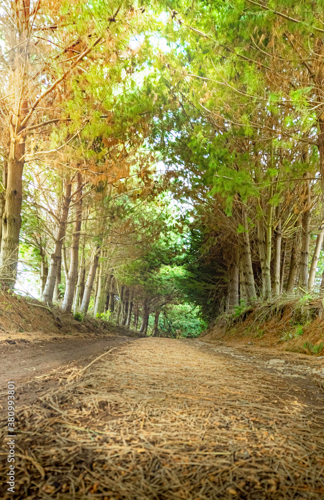 Fototapeta premium path in the forest
