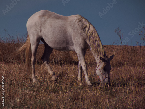 Fototapeta Naklejka Na Ścianę i Meble -  koń zwierze natura pole widok