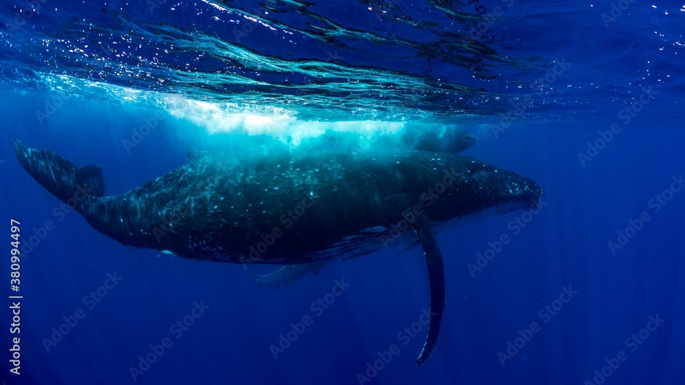 Fototapeta premium A humpback whale swimming through the ocean