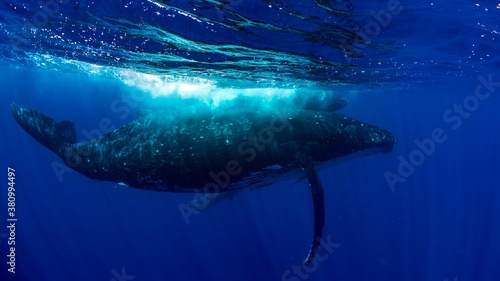 A humpback whale swimming through the ocean
