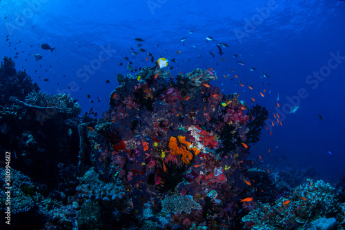 Fototapeta Naklejka Na Ścianę i Meble -  Fish swimming over a  coral head