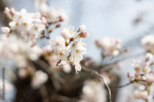 cherry blossom © Molimar