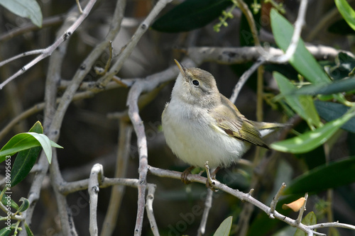 Balkanlaubsänger (Phylloscopus orientalis) / Eastern bonelli's warbler, balkan warbler  photo