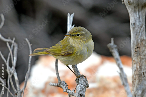 Zilpzalp, Weidenlaubsänger (Phylloscopus collybita) - Chiffchaff  photo