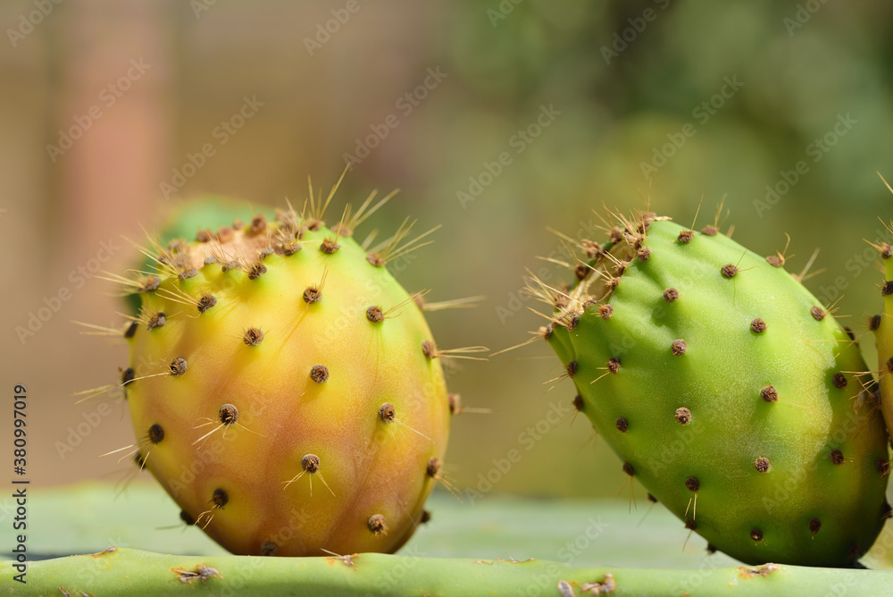Close up of two prickly pears on a prickly pear, against a brown and green background Close up of two prickly pears on a prickly pear, against a brown and green background