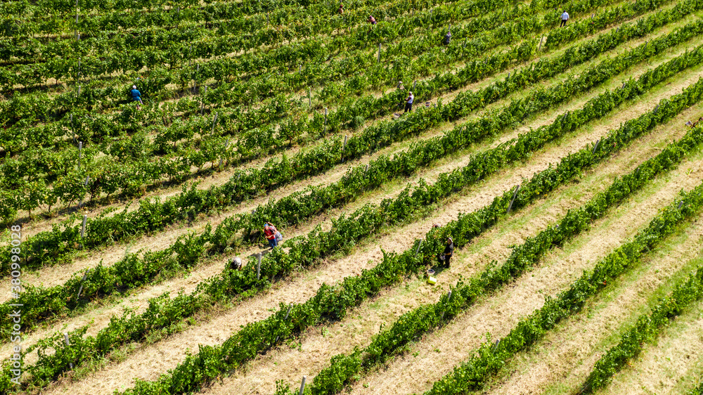 Aerial shot of rows of vineyards with grapevine and winery, drone shot Aerial shot of rows of vineyards with grapevine and winery, drone shot