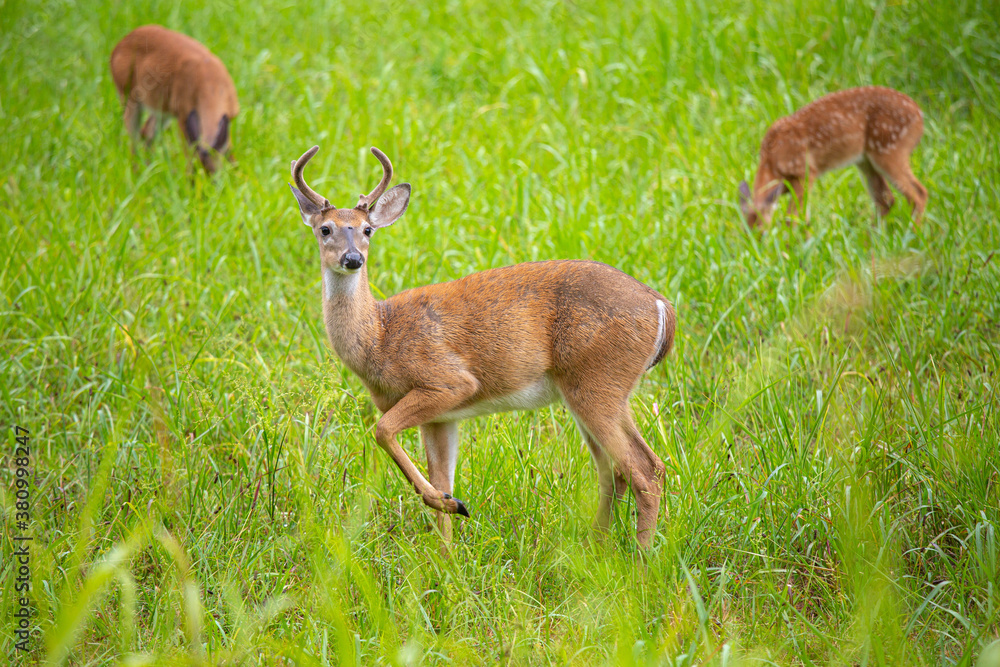 Three young White-Tailed male and female deer grazing in tall grass Three young White-Tailed male and female deer grazing in tall grass