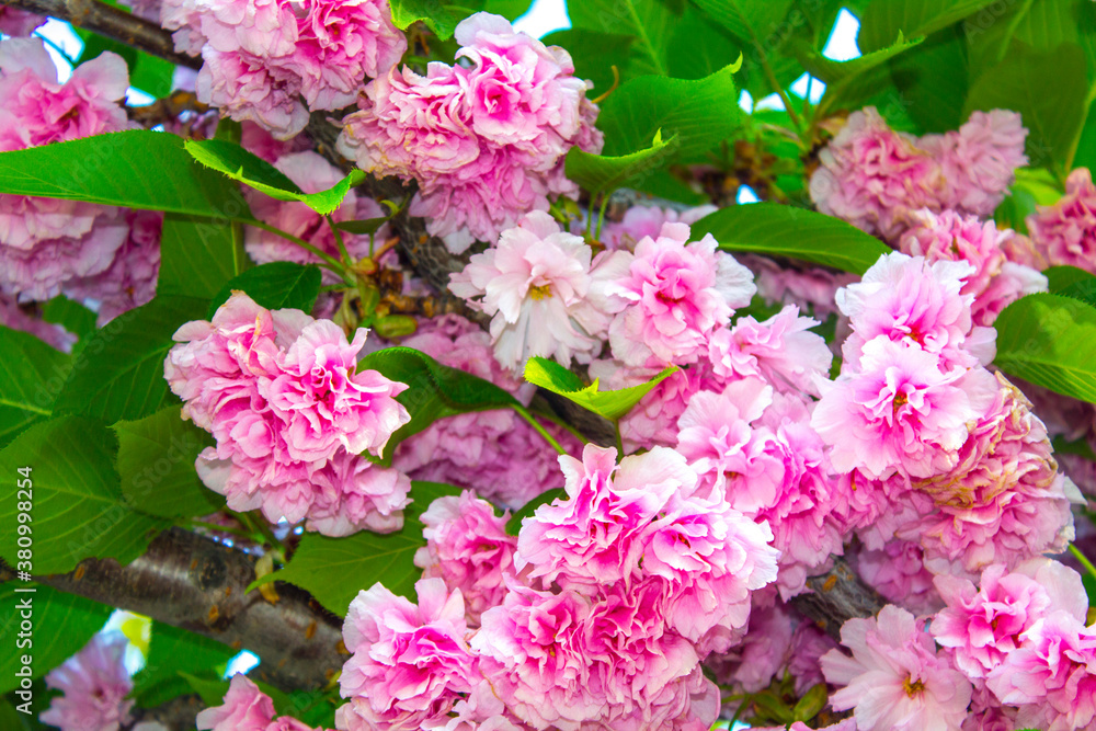 sakura flowers branch, blossom tree sakura flowers branch, blossom tree