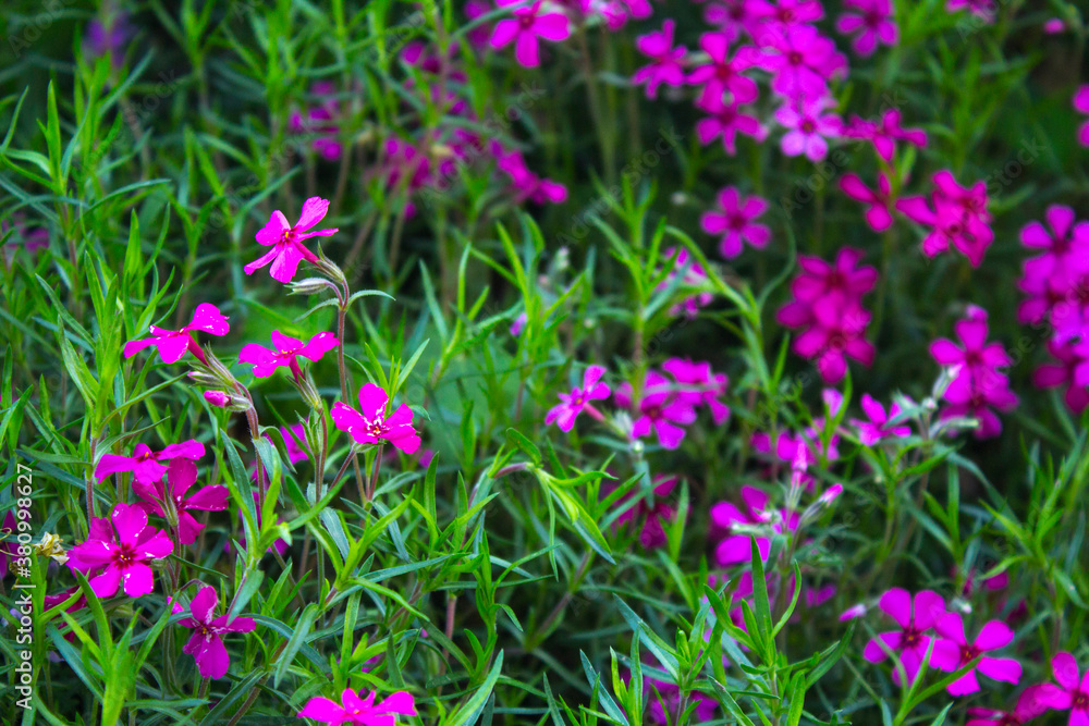 closeup pink flowers in the garden closeup pink flowers in the garden