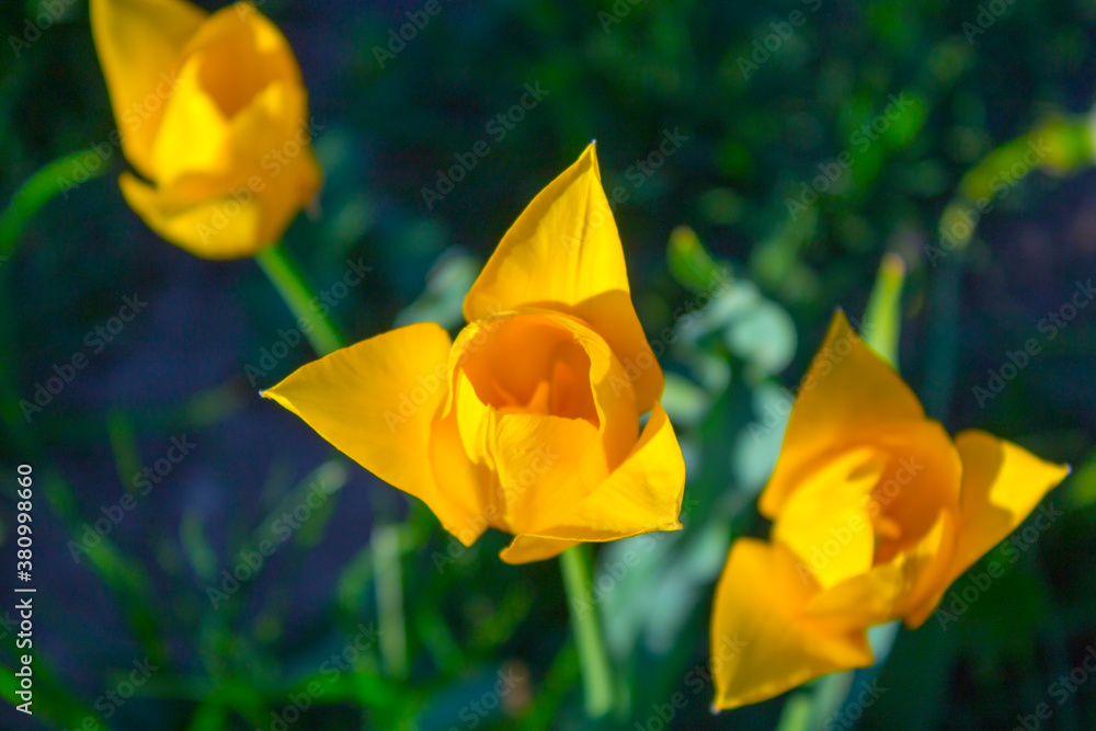 Fototapeta premium closeup spring wlowers tulips in the garden