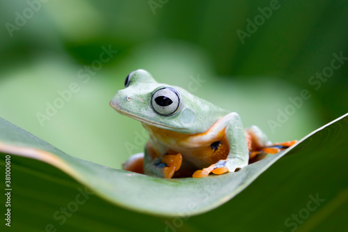Javan tree frog on green leaves